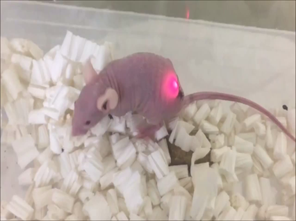光免疫療法